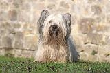 SKYE TERRIER 028